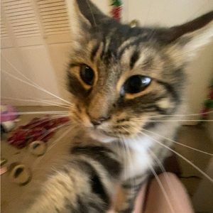 Meet your Posher, Remy